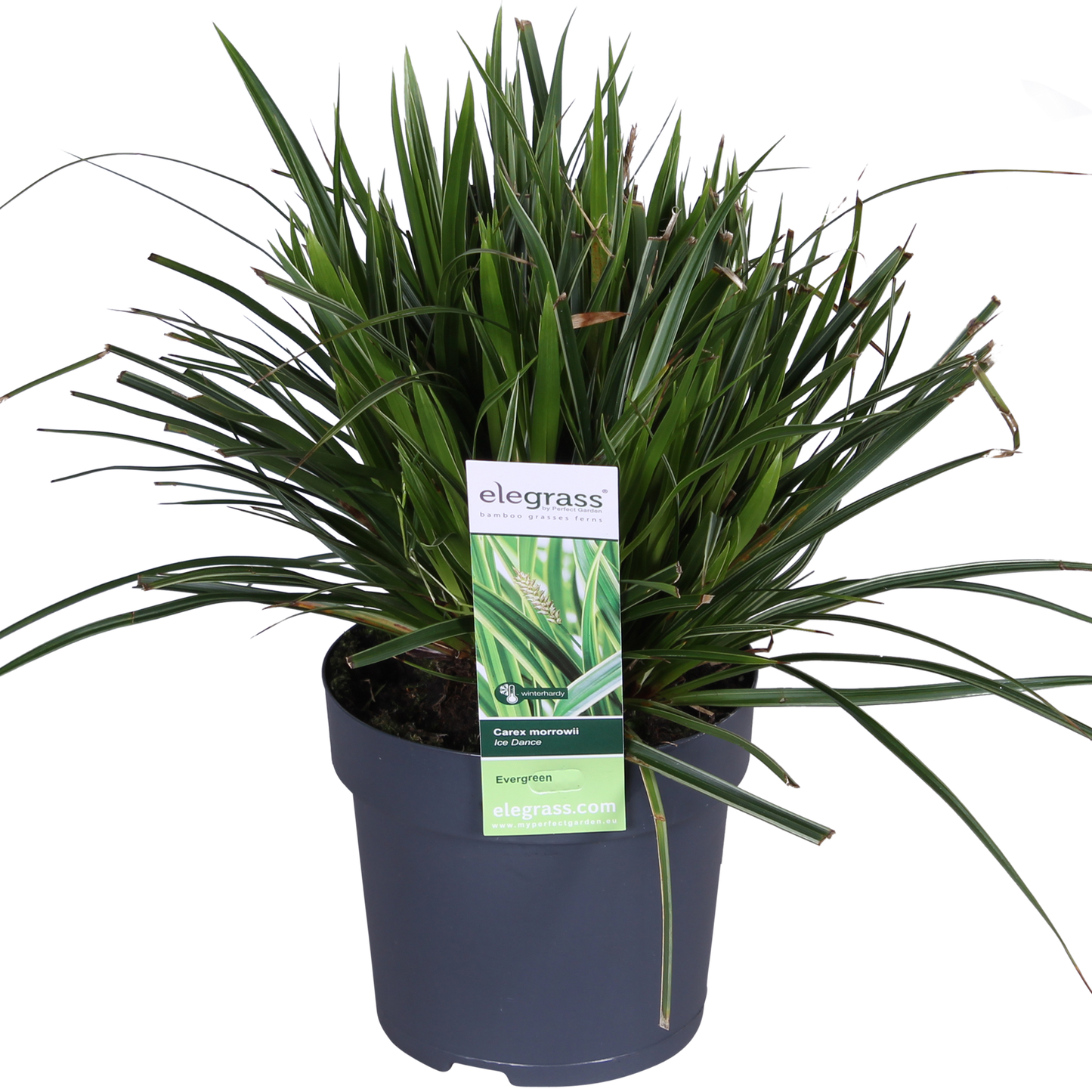 Carex morrowii 'Ice Dance' - Ø14cm - ↕30cm