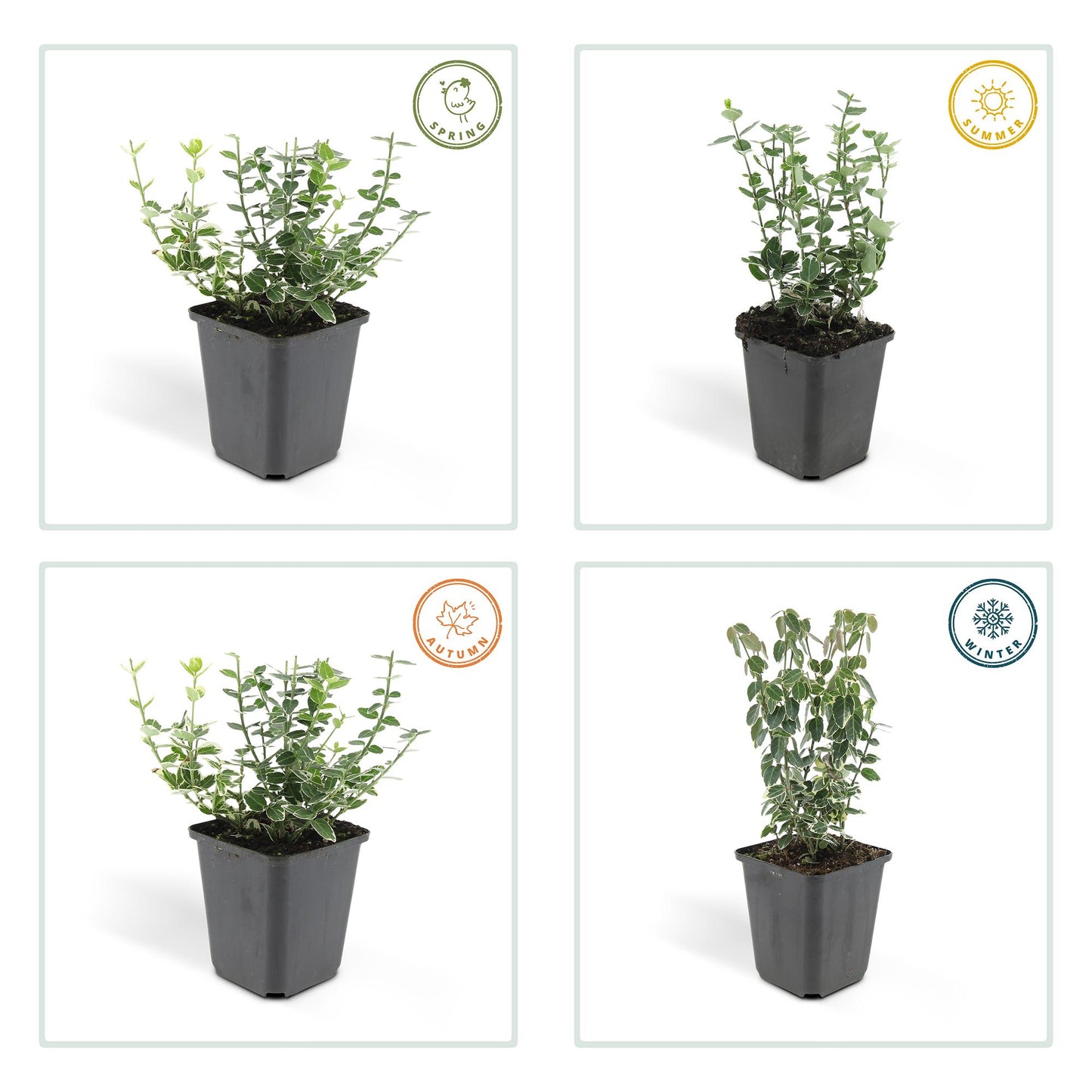 6x Euonymus 'Emerald 'n Gaity' - ↕10-25cm - Ø9cm