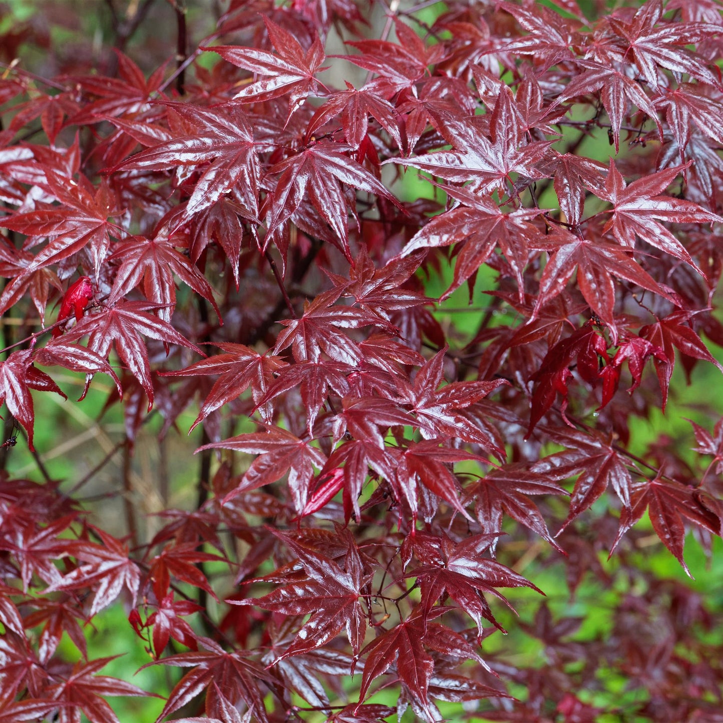 Green boutiQ - Terrasplant - Japanse Esdoorn - Acer palmatum Bloodgood - Rood - 1 Plant - Bladverliezend - Pot 19cm Hoogte 70cm