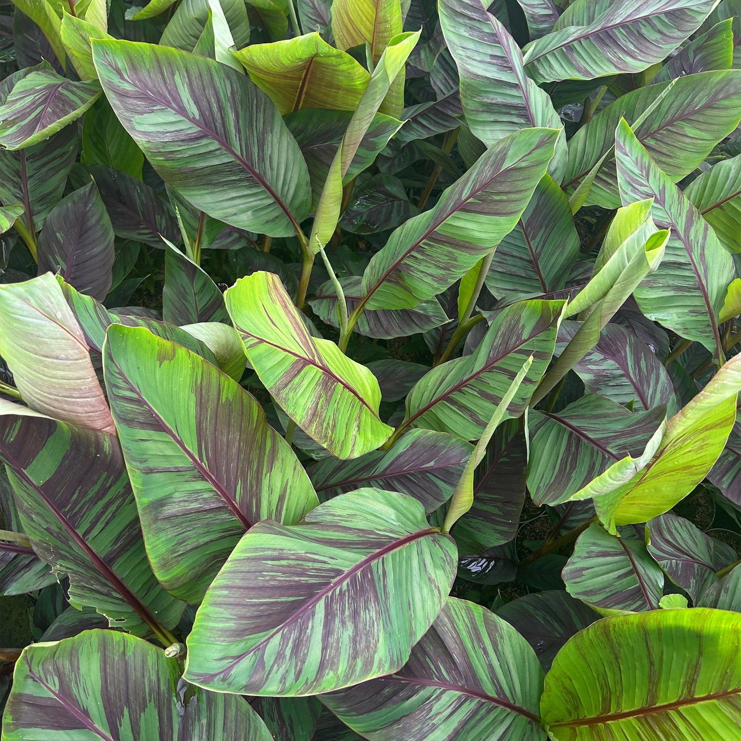 Green boutiQ - Fruitplant - Japanse vezelbanaan - Musa Ever Red - Winterhard - Pot 21cm Hoogte 90cm