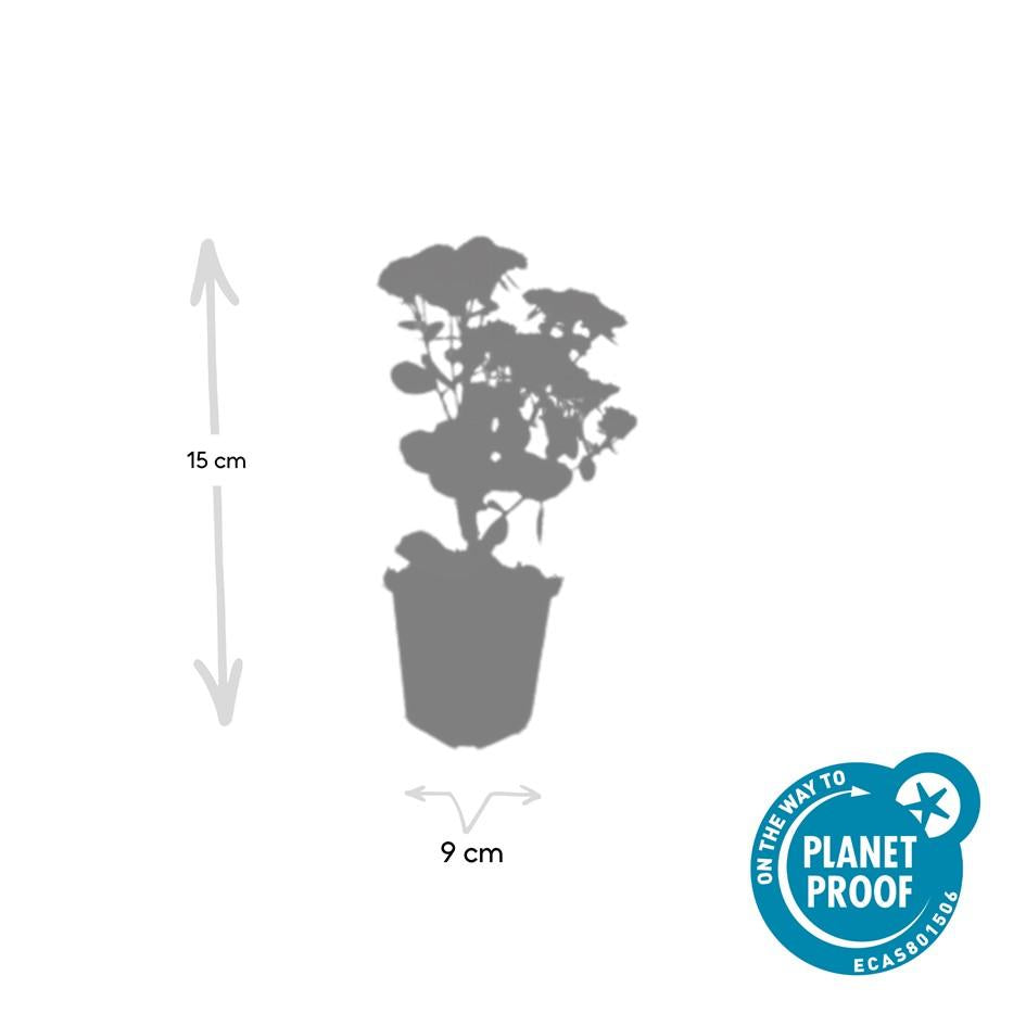 6x Sedum 'Herbstfreude' - ↕10-25cm - Ø9cm (kopie)