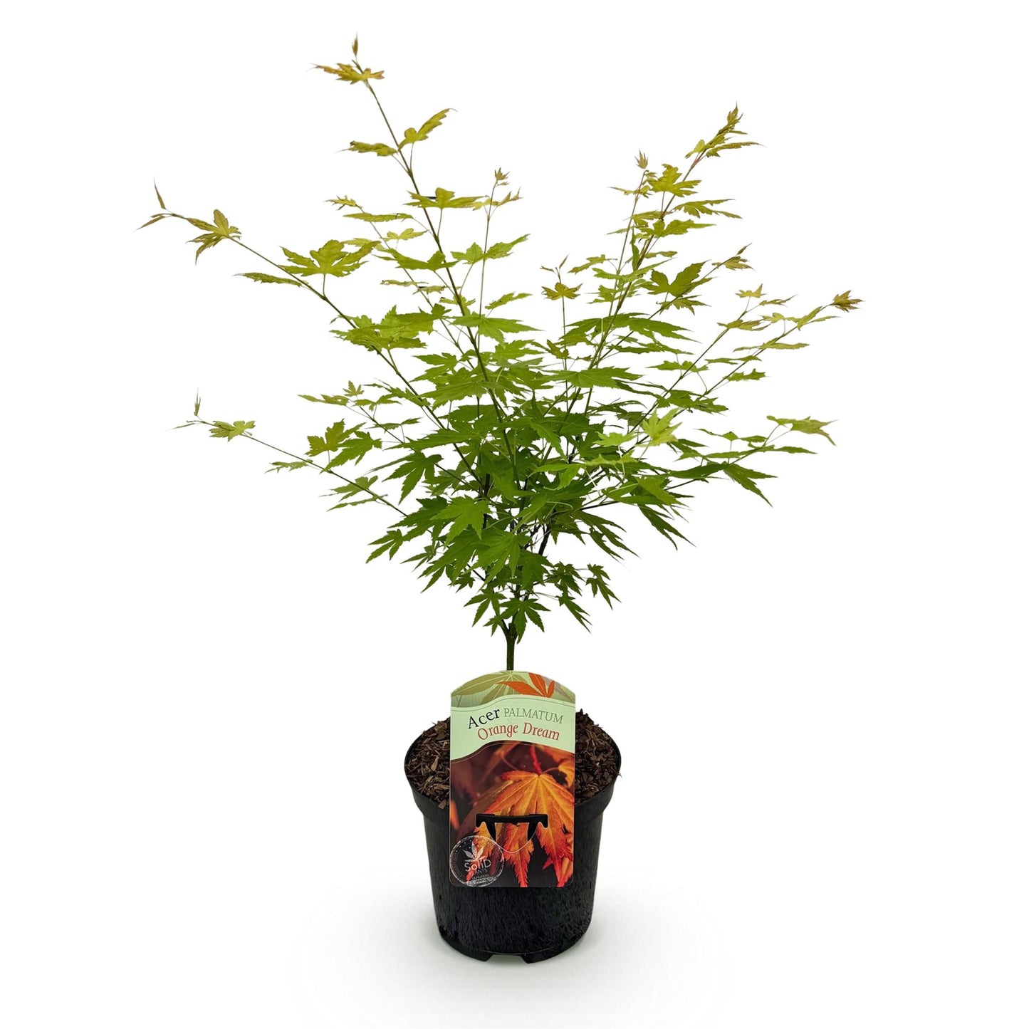 Green boutiQ - Terrasplant - Japanse Esdoorn - Acer palmatum Orange Dream - Oranje - 1 Plant - Bladverliezend - Pot 19cm Hoogte 70cm