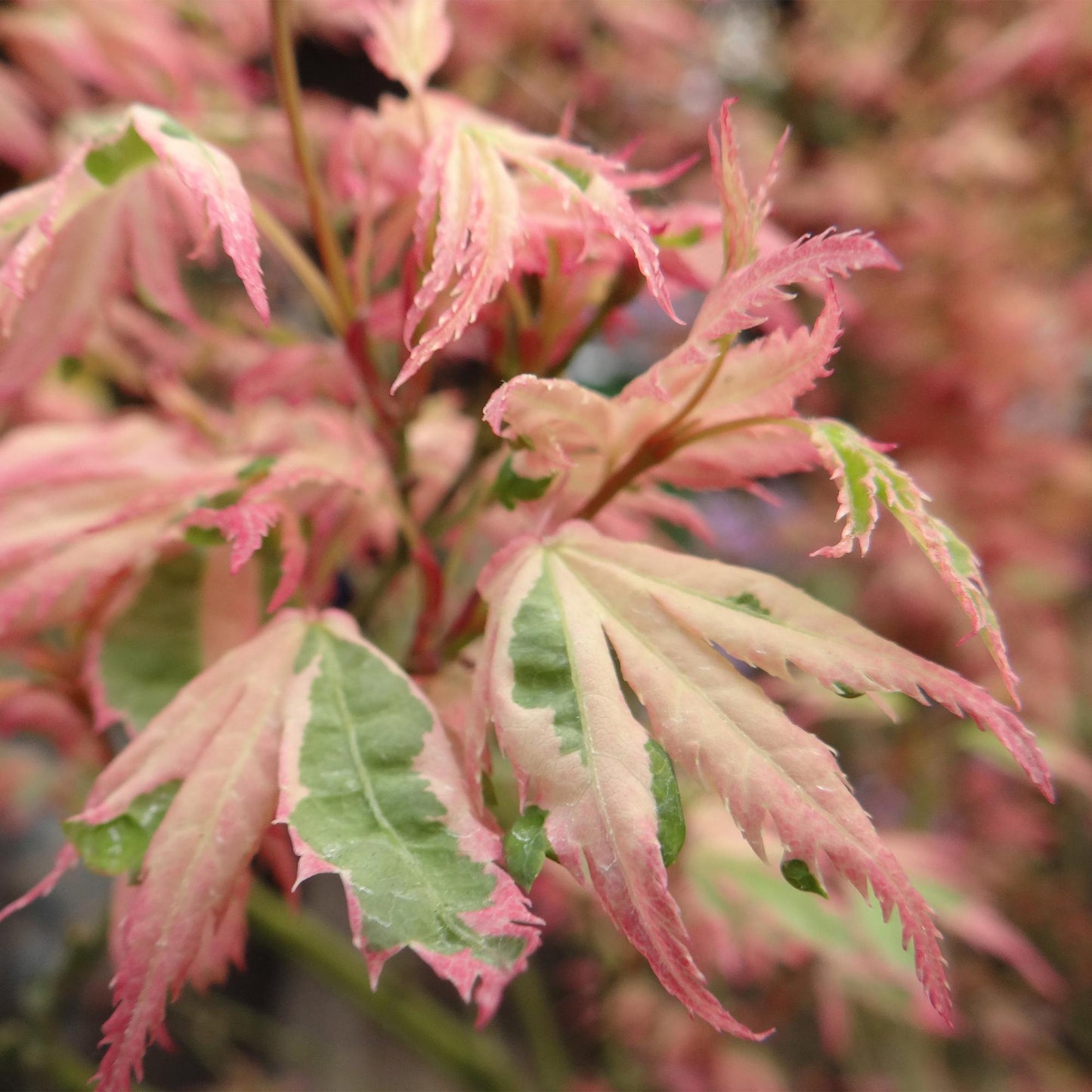 Green boutiQ - Terrasplant - Japanse Esdoorn - Acer palmatum Iyoshi - Roze - 2 Planten - Bladverliezend - Pot 19cm Hoogte 70cm