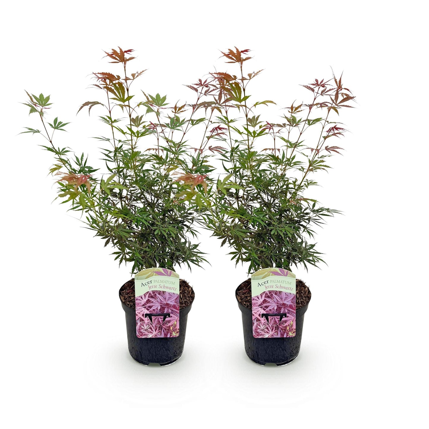 Green boutiQ - Terrasplant - Japanse Esdoorn - Acer palmatum Jerre Swarts - Donker Rood - 2 Planten - Bladverliezend - Pot 19cm Hoogte 70cm