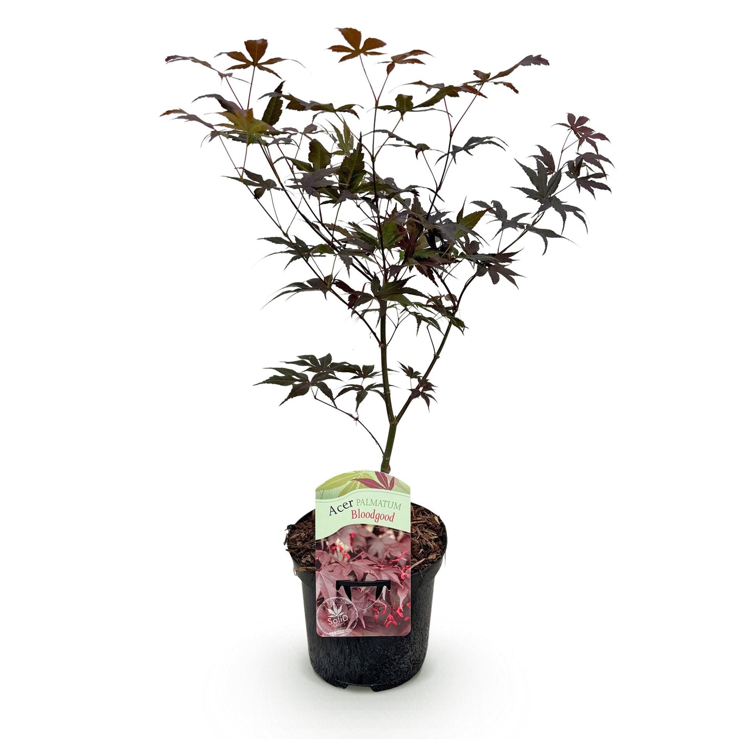 Green boutiQ - Terrasplant - Japanse Esdoorn - Acer palmatum Bloodgood - Rood - 1 Plant - Bladverliezend - Pot 19cm Hoogte 70cm