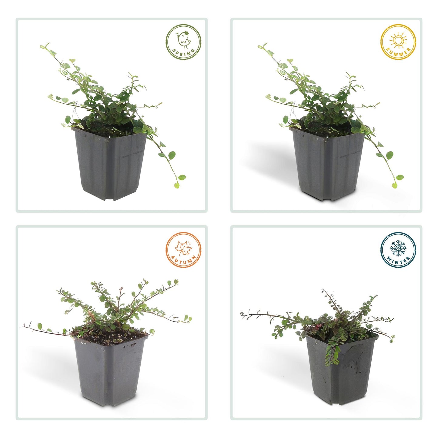 6x Cotoneaster pr. 'Queen of Carpets' - ↕10-25cm - Ø9cm