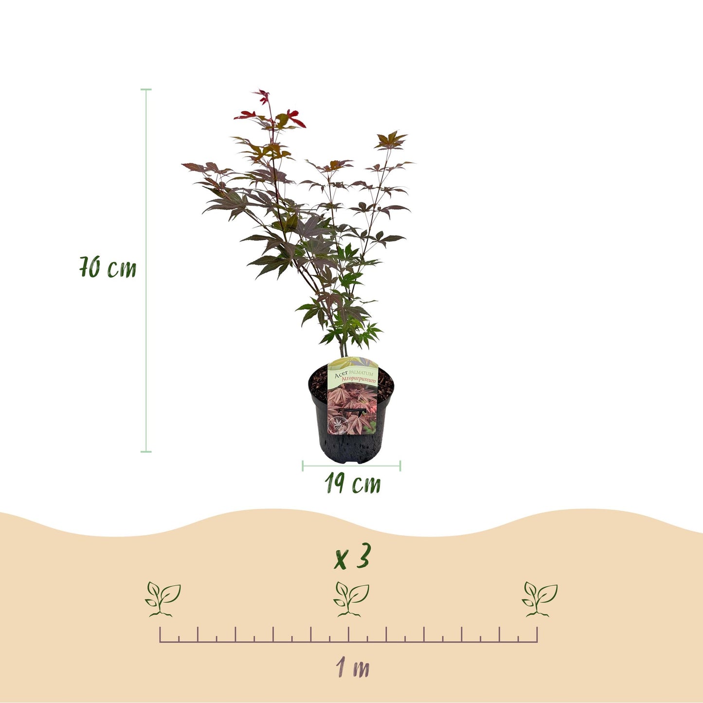 Green boutiQ - Terrasplant - Japanse Esdoorn - Acer palmatum Atropurpureum - Paars - 1 Plant - Bladverliezend - Pot 19cm Hoogte 70cm