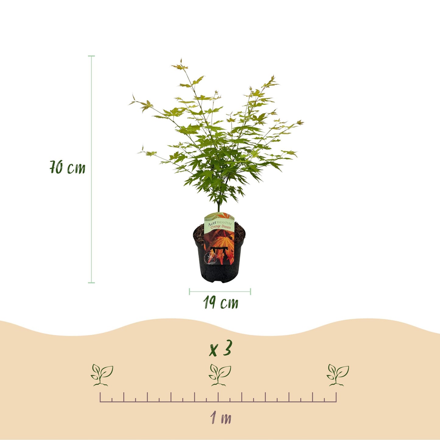 Green boutiQ - Terrasplant - Japanse Esdoorn - Acer palmatum Orange Dream - Oranje - 1 Plant - Bladverliezend - Pot 19cm Hoogte 70cm