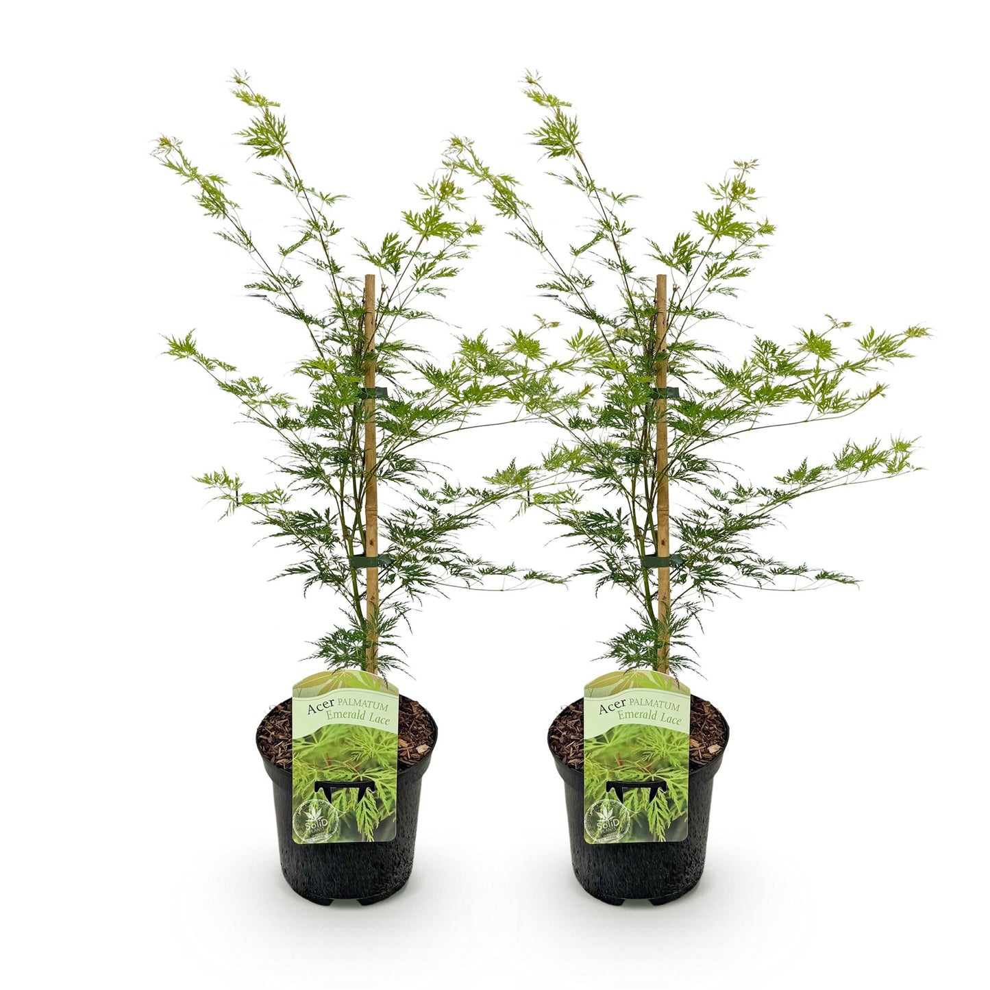 Green boutiQ - Terrasplant - Japanse Esdoorn - Acer palmatum Emerald Lace - Groen - 2 Planten - Bladverliezend - Pot 19cm Hoogte 70cm