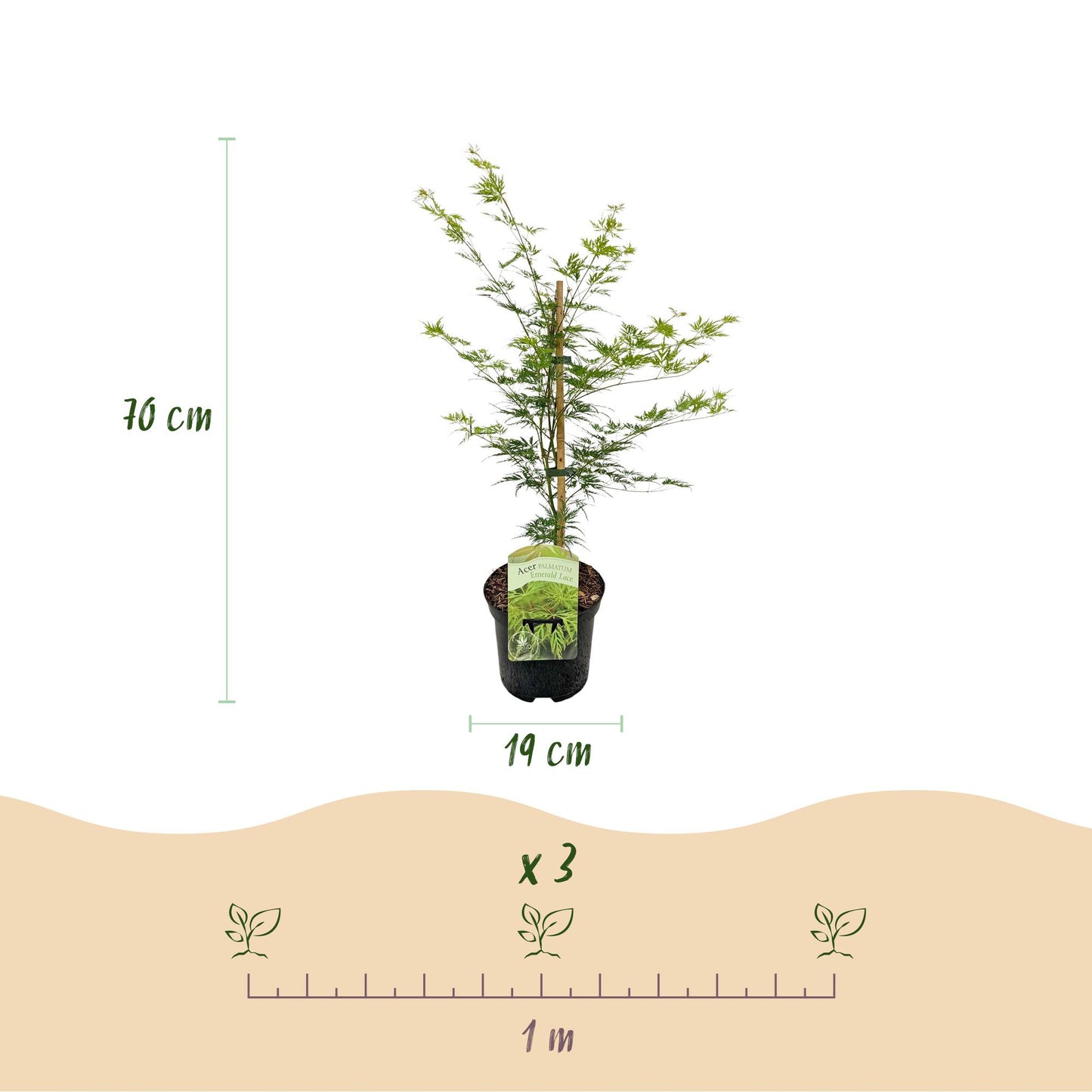 Green boutiQ - Terrasplant - Japanse Esdoorn - Acer palmatum Emerald Lace - Groen - 1 Plant - Bladverliezend - Pot 19cm Hoogte 70cm