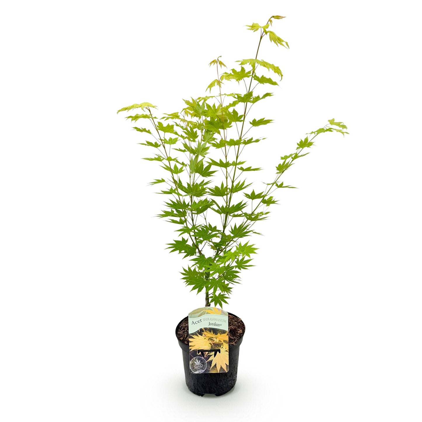 Green boutiQ - Terrasplant - Japanse Esdoorn - Acer palmatum Jordan - Geel - 1 Plant - Bladverliezend - Pot 19cm Hoogte 70cm