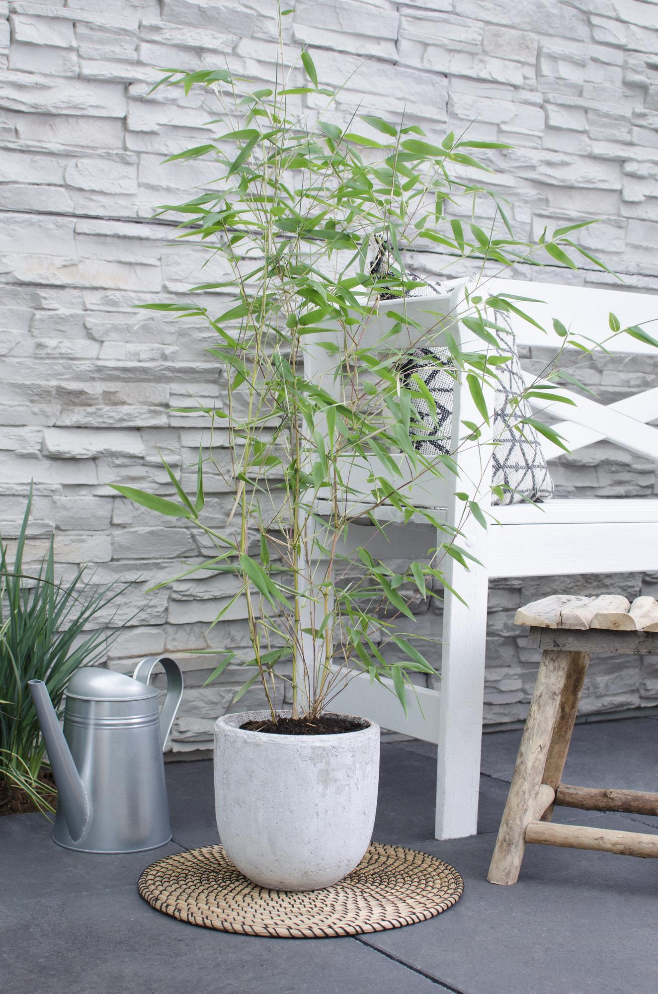 Phyllostachys 'Bissetii' - Groene stam bamboe - Ø14cm - ↕100cm