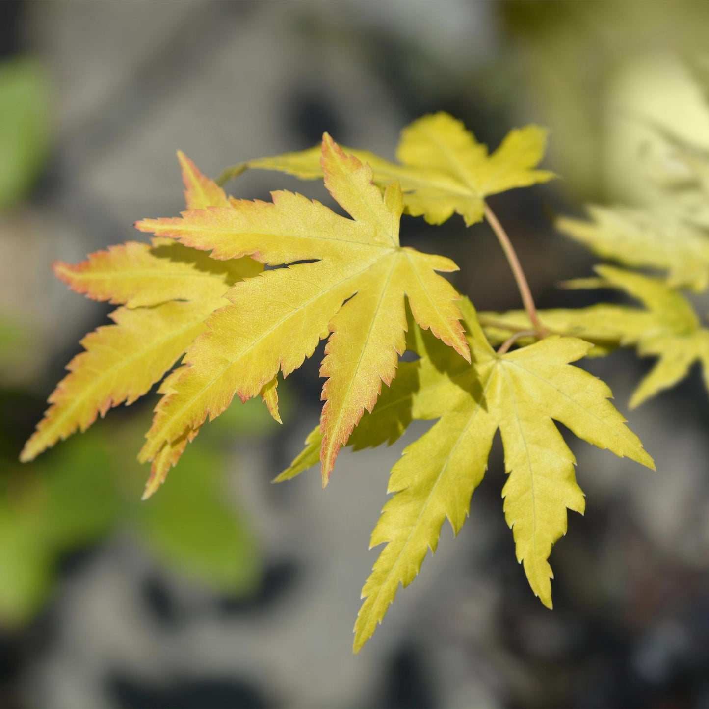 Green boutiQ - Terrasplant - Japanse Esdoorn - Acer palmatum Orange Dream - Oranje - 1 Plant - Bladverliezend - Pot 19cm Hoogte 70cm