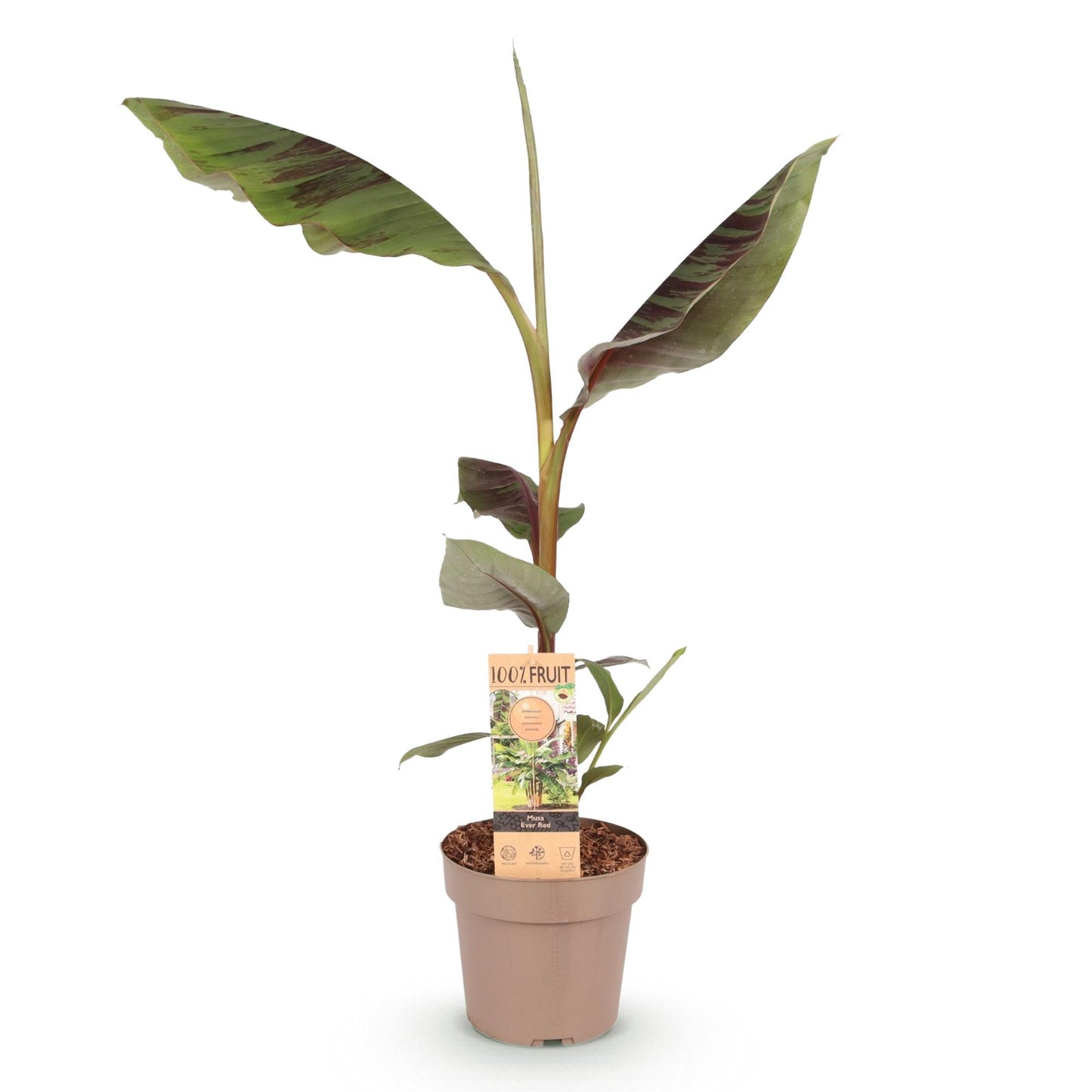 Green boutiQ - Fruitplant - Japanse vezelbanaan - Musa Ever Red - Winterhard - Pot 21cm Hoogte 90cm