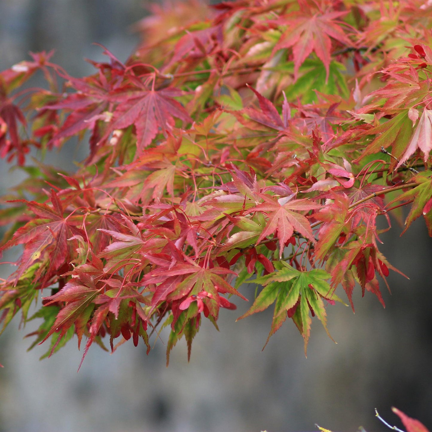Green boutiQ - Terrasplant - Japanse Esdoorn - Acer palmatum Beni Maiko - Rood - 2 Planten - Bladverliezend - Pot 19cm Hoogte 70cm