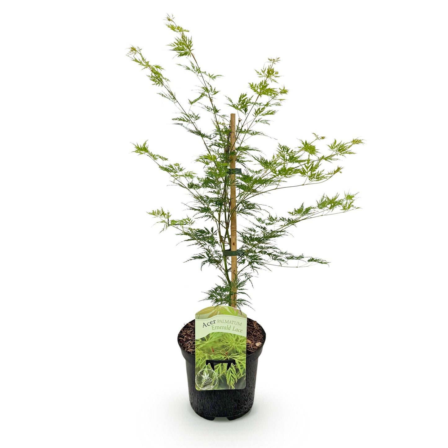 Green boutiQ - Terrasplant - Japanse Esdoorn - Acer palmatum Emerald Lace - Groen - 1 Plant - Bladverliezend - Pot 19cm Hoogte 70cm