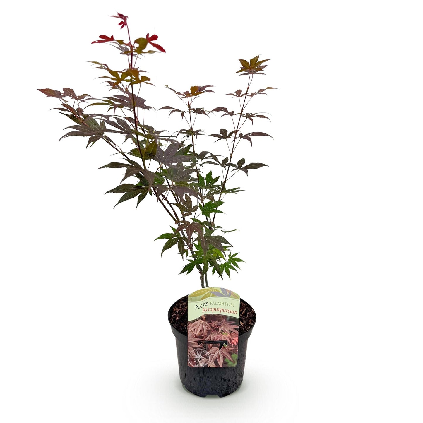 Green boutiQ - Terrasplant - Japanse Esdoorn - Acer palmatum Atropurpureum - Paars - 1 Plant - Bladverliezend - Pot 19cm Hoogte 70cm