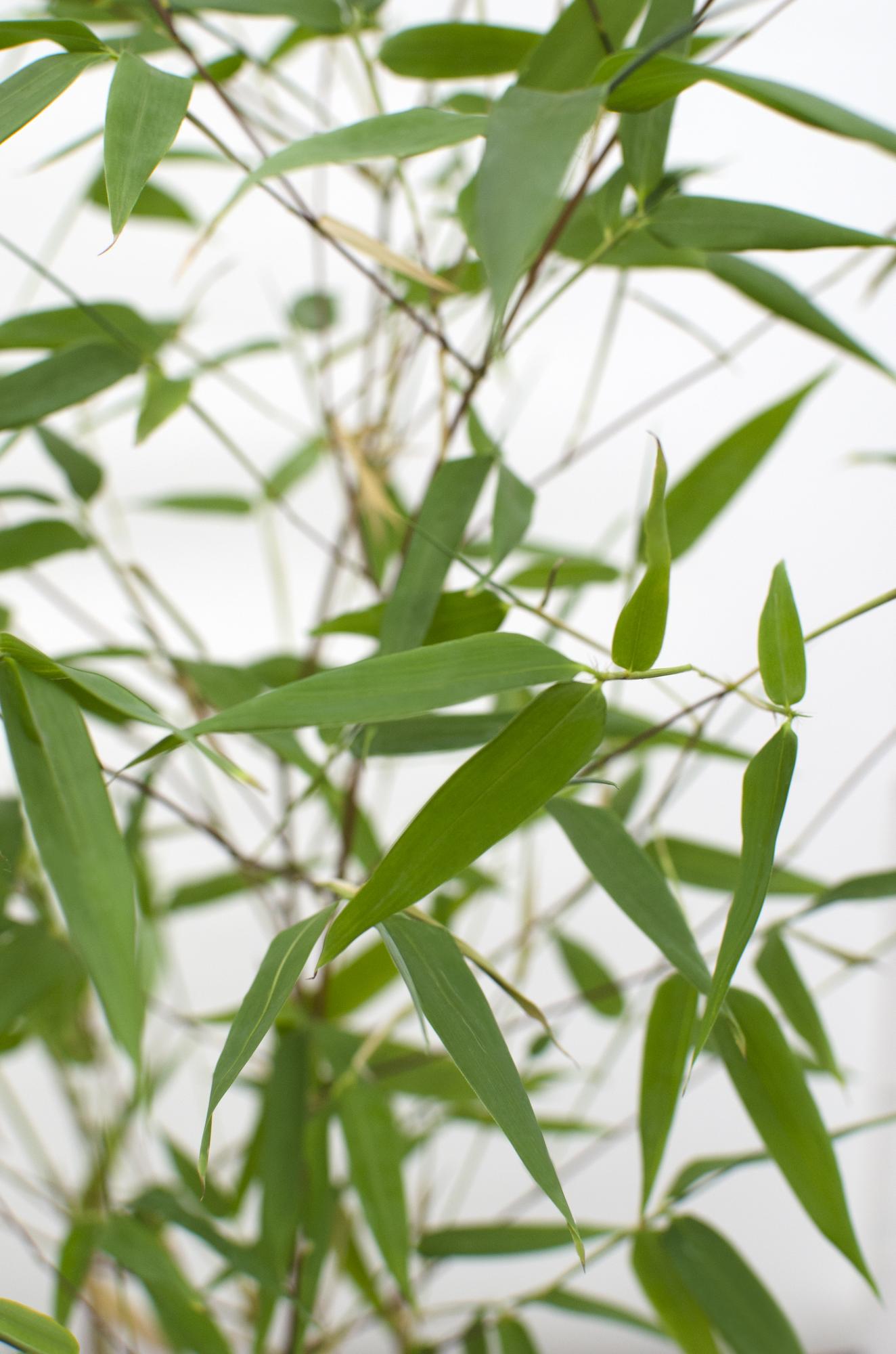 Phyllostachys 'Bissetii' - Groene stam bamboe - Ø14cm - ↕100cm
