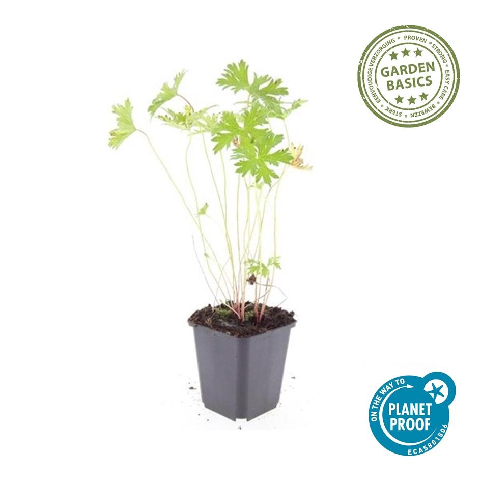 6x Geranium 'Johnson's Blue' - ↕10-25cm - Ø9cm