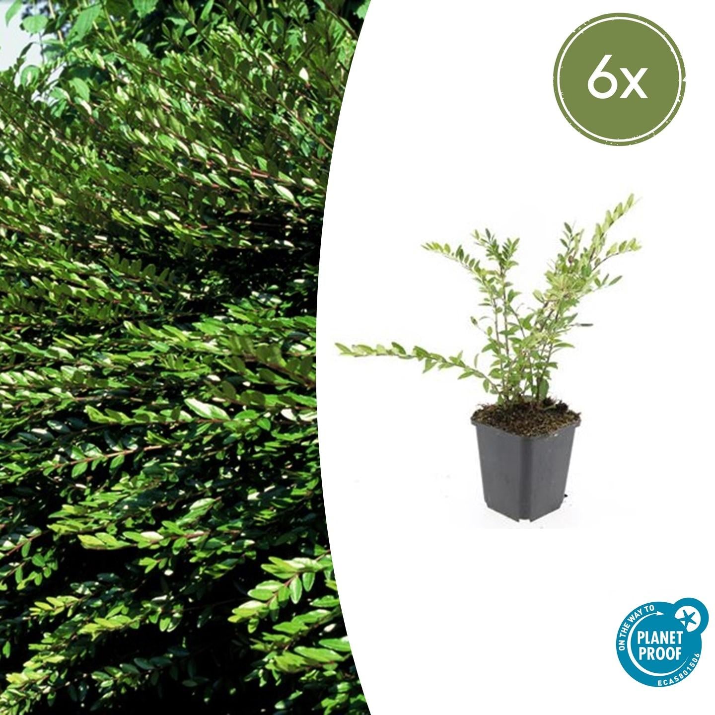 6x Lonicera pileata 'Purple Pearl' - ↕10-25cm - Ø9cm