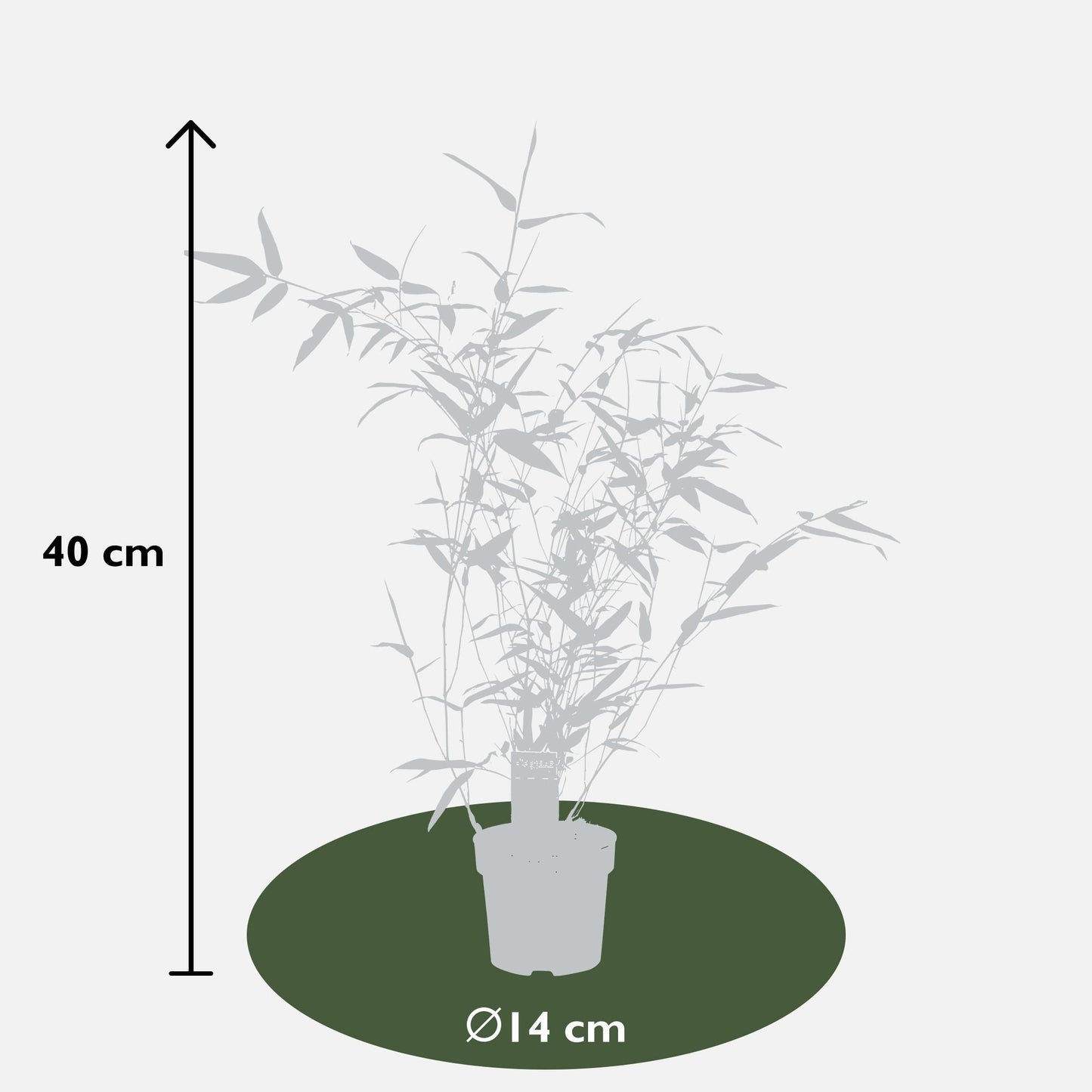 Phyllostachys 'Bissetii' - Groene stam bamboe - Ø14cm - ↕100cm