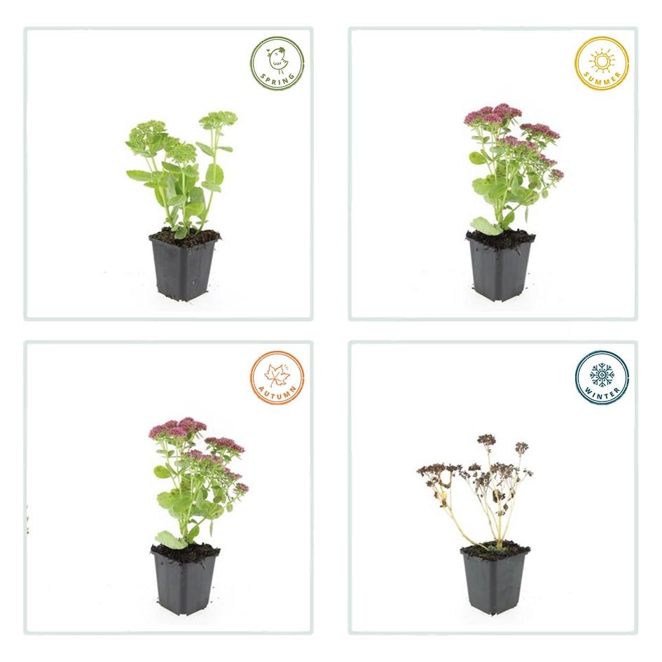 6x Sedum 'Herbstfreude' - ↕10-25cm - Ø9cm (kopie)