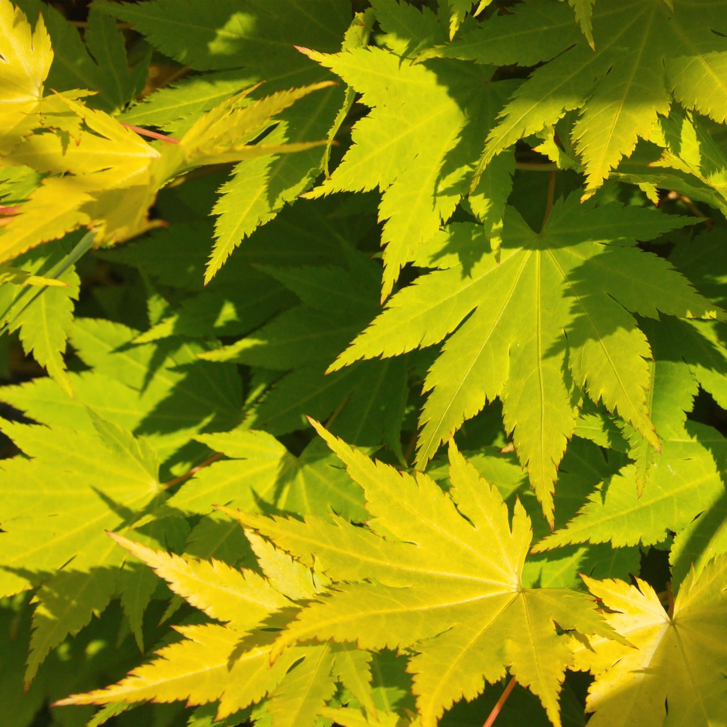 Green boutiQ - Terrasplant - Japanse Esdoorn - Acer palmatum Jordan - Geel - 1 Plant - Bladverliezend - Pot 19cm Hoogte 70cm