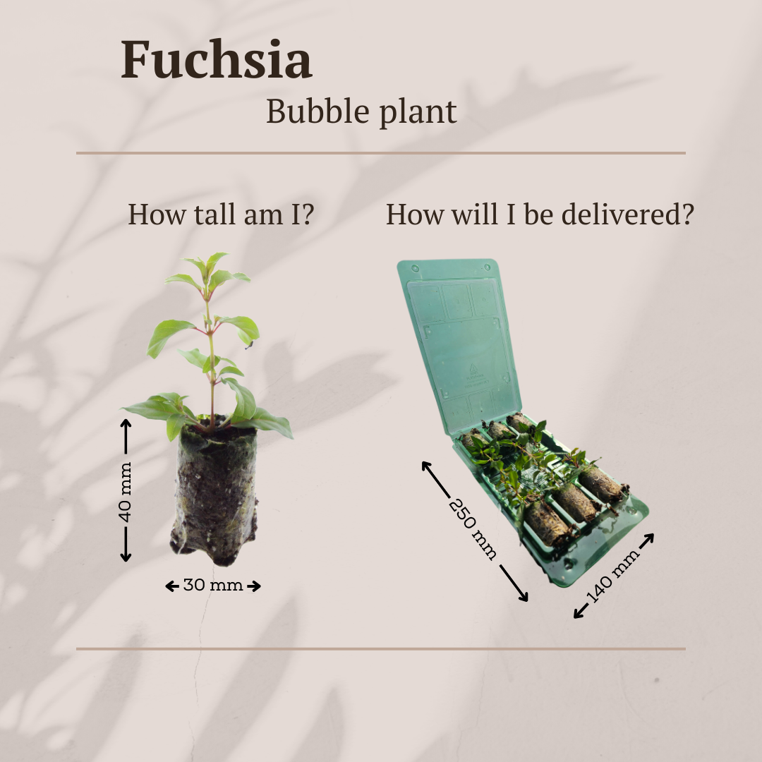 Fuchsia – 6 Pluggen | Kweek & Geniet van een Kleurrijke Tuin