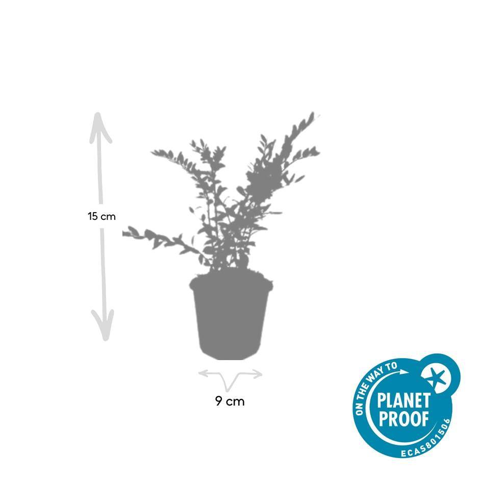 6x Lonicera pileata - ↕10-25cm - Ø9cm