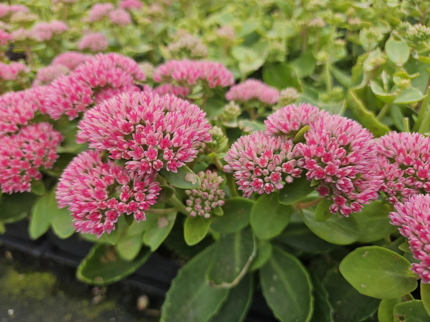 6x Sedum 'Herbstfreude' - ↕10-25cm - Ø9cm (kopie)