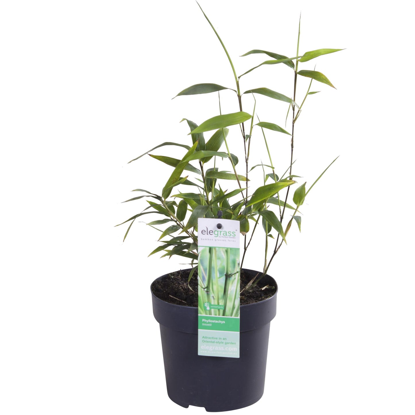 Phyllostachys 'Bissetii' - Groene stam bamboe - Ø14cm - ↕100cm