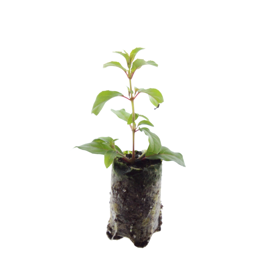 Fuchsia – 6 Pluggen | Kweek & Geniet van een Kleurrijke Tuin