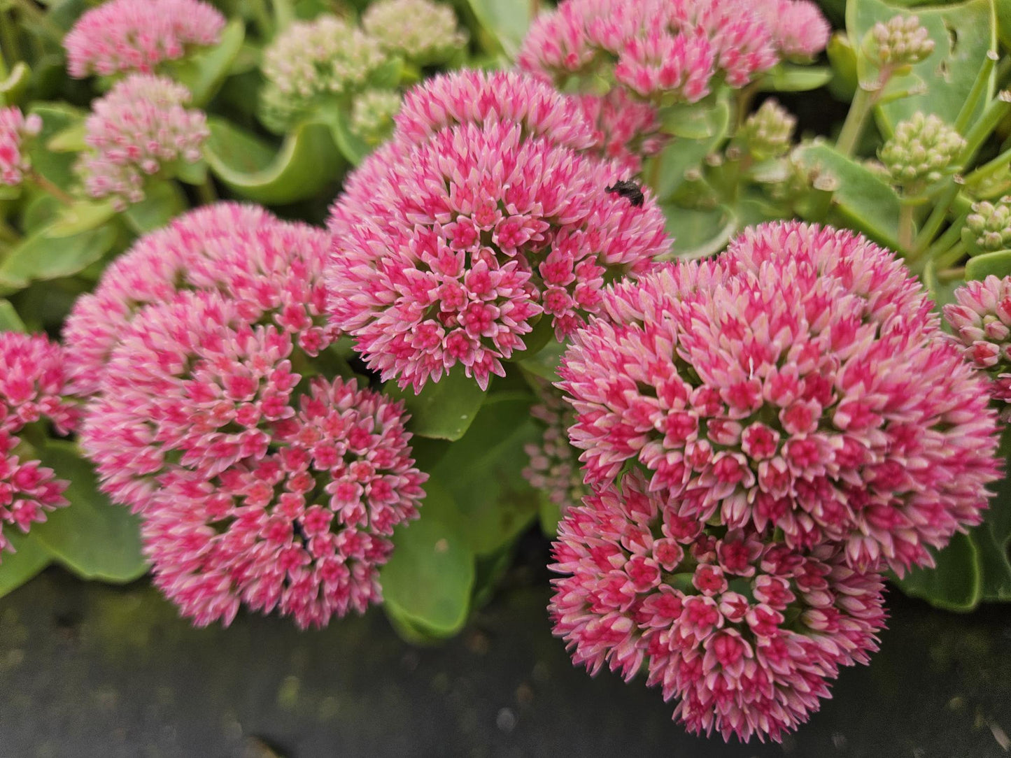 6x Sedum 'Herbstfreude' - ↕10-25cm - Ø9cm (kopie)