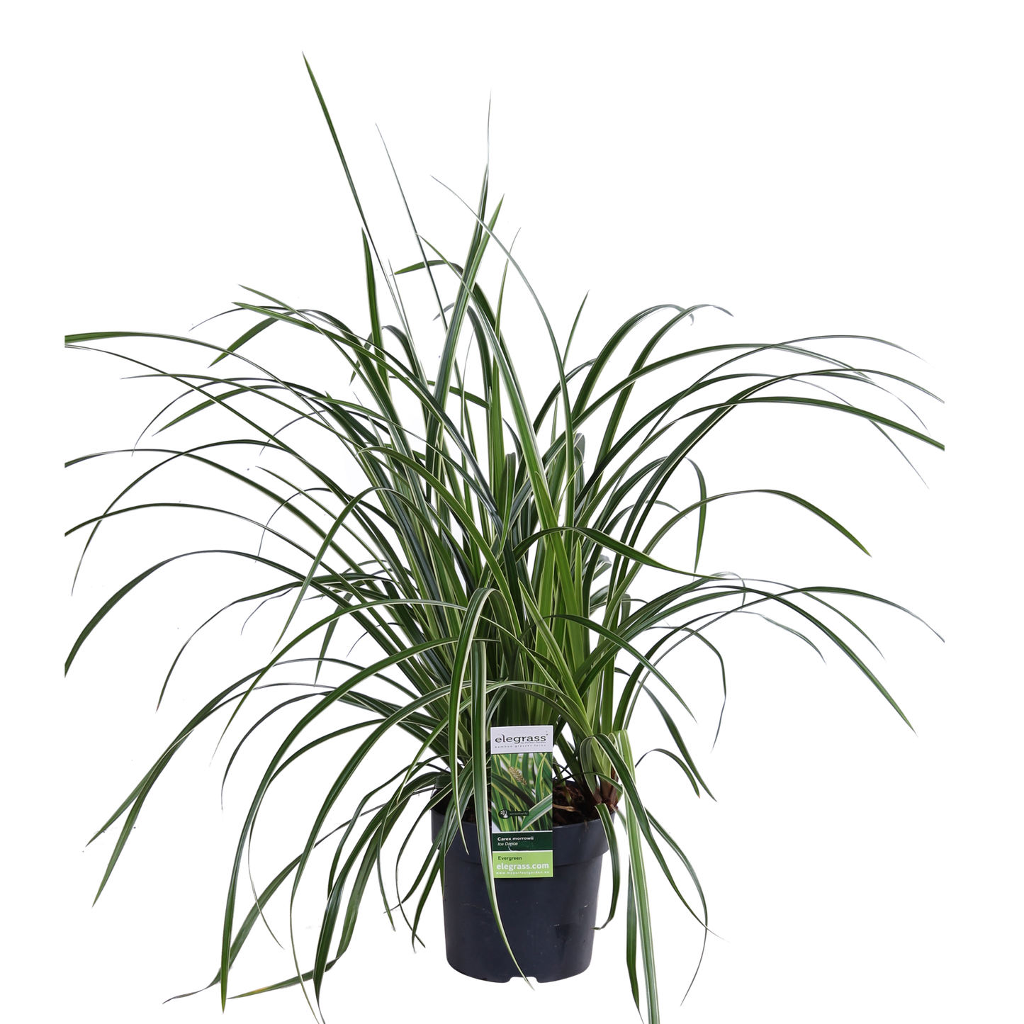 Carex morrowii 'Ice Dance' - Ø14cm - ↕30cm