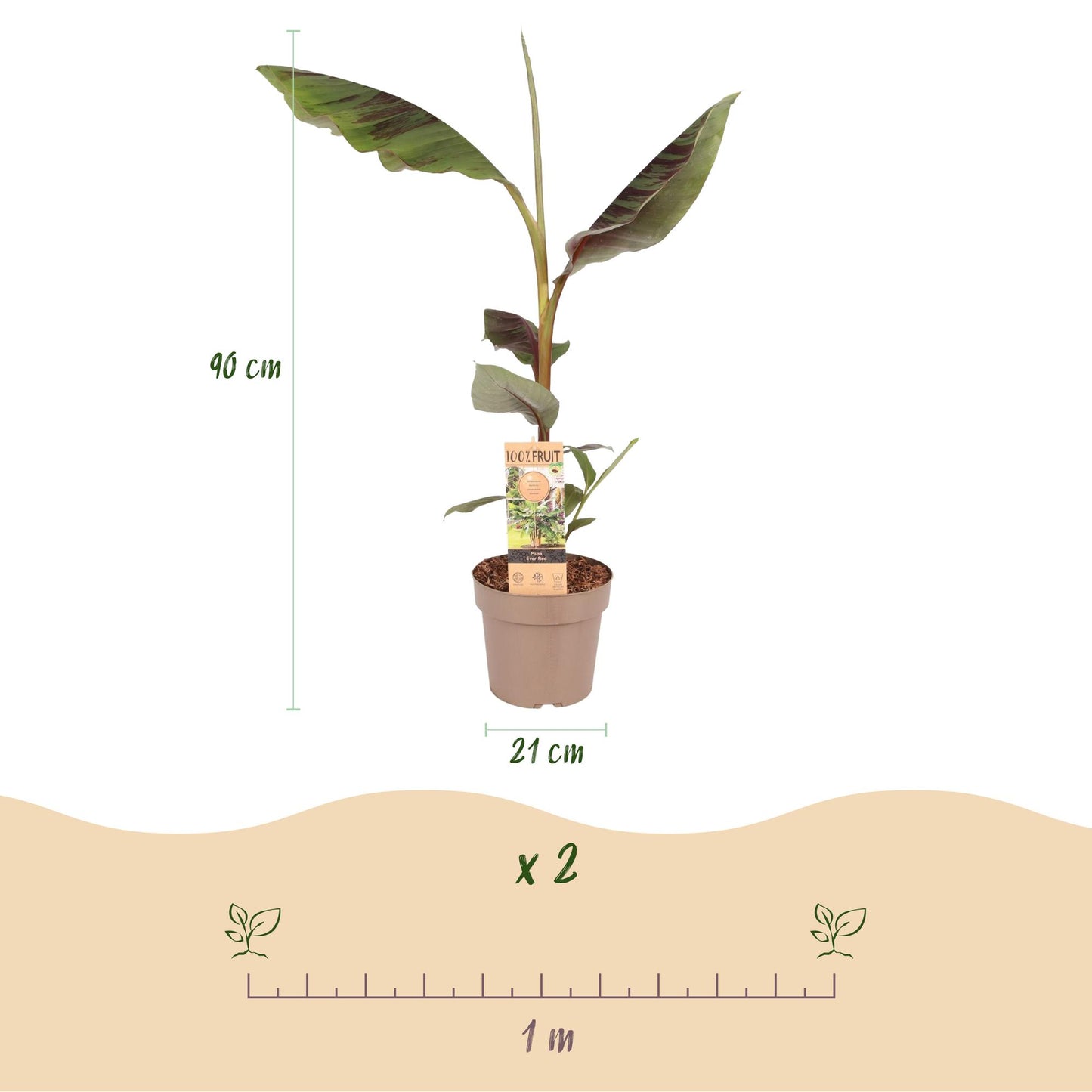 Green boutiQ - Fruitplant - Japanse vezelbanaan - Musa Ever Red - Winterhard - Pot 21cm Hoogte 90cm