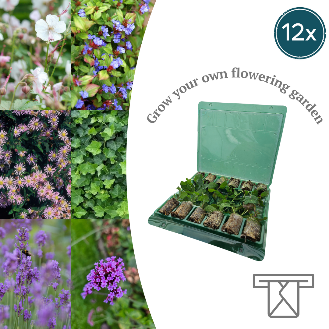Mix Tray – 12 Pluggen | Laat je Verrassen door een Kleurrijke Plantenmix!