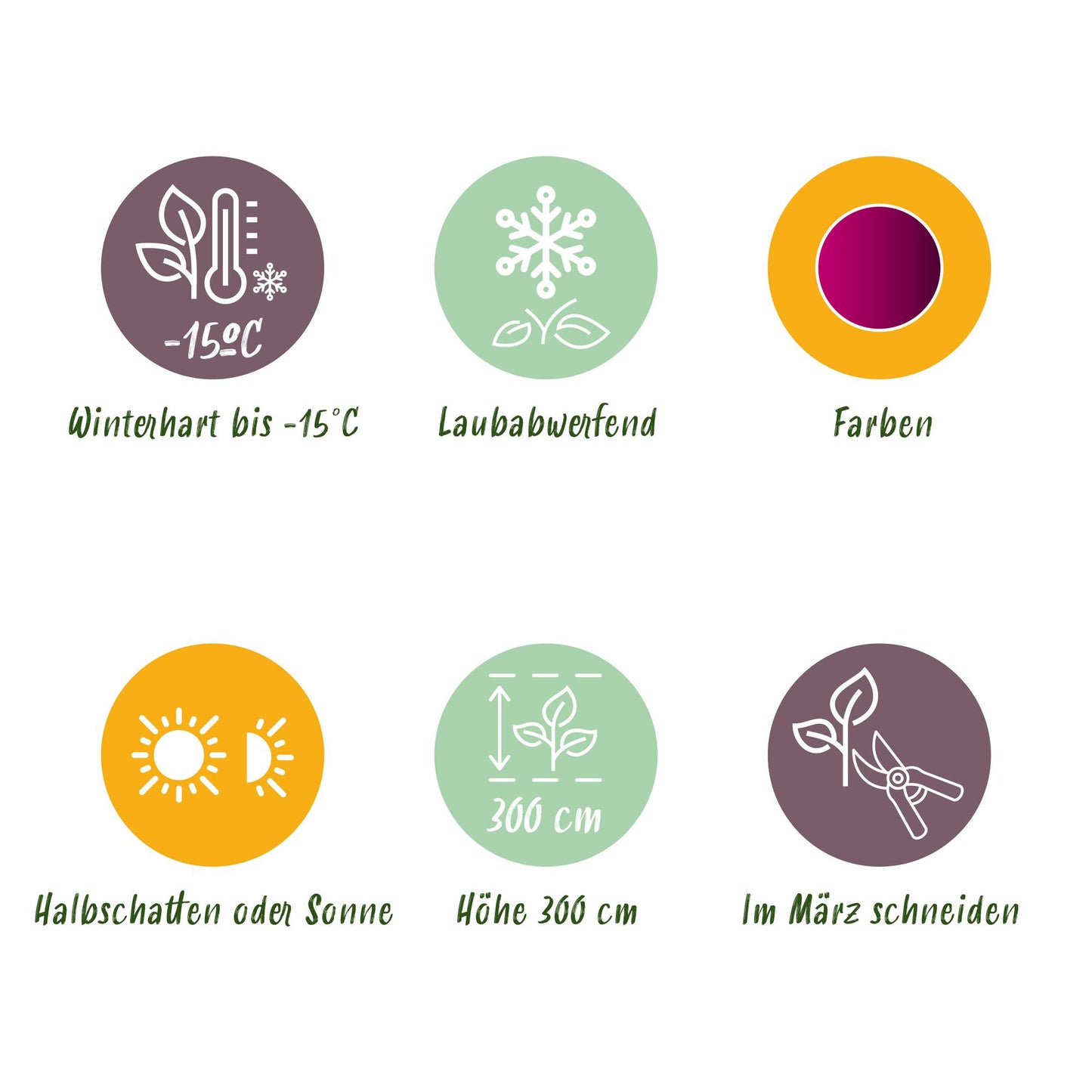 Green boutiQ - Terrasplant - Japanse Esdoorn - Acer palmatum Bloodgood - Rood - 1 Plant - Bladverliezend - Pot 19cm Hoogte 70cm