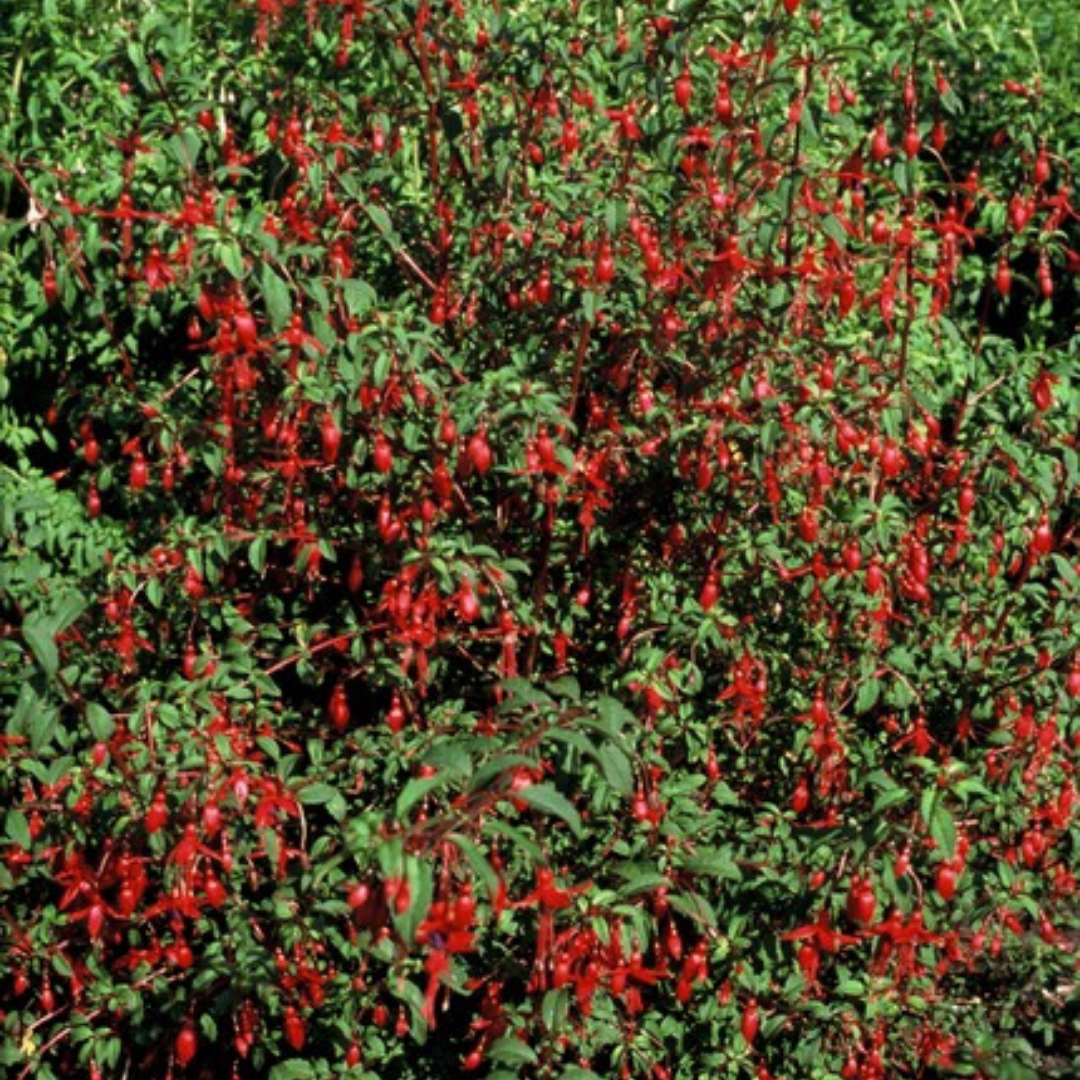 Fuchsia – 6 Pluggen | Kweek & Geniet van een Kleurrijke Tuin