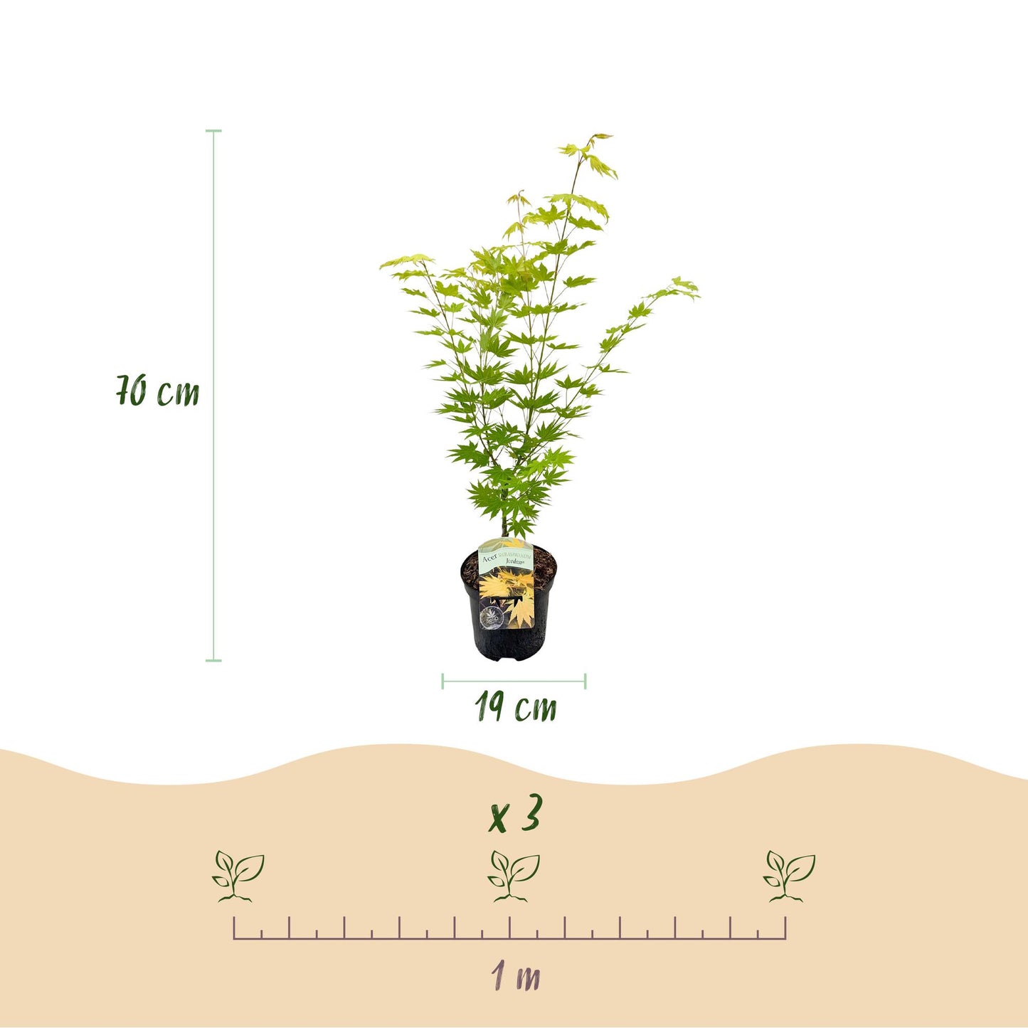 Green boutiQ - Terrasplant - Japanse Esdoorn - Acer palmatum Jordan - Geel - 1 Plant - Bladverliezend - Pot 19cm Hoogte 70cm