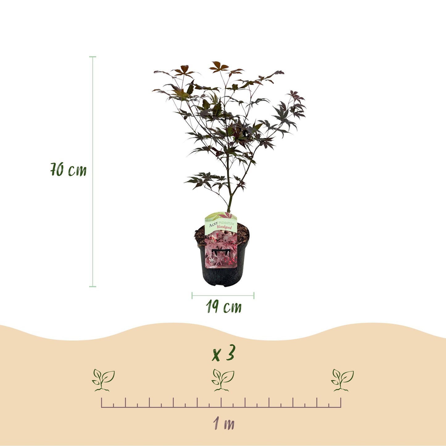 Green boutiQ - Terrasplant - Japanse Esdoorn - Acer palmatum Bloodgood - Rood - 1 Plant - Bladverliezend - Pot 19cm Hoogte 70cm