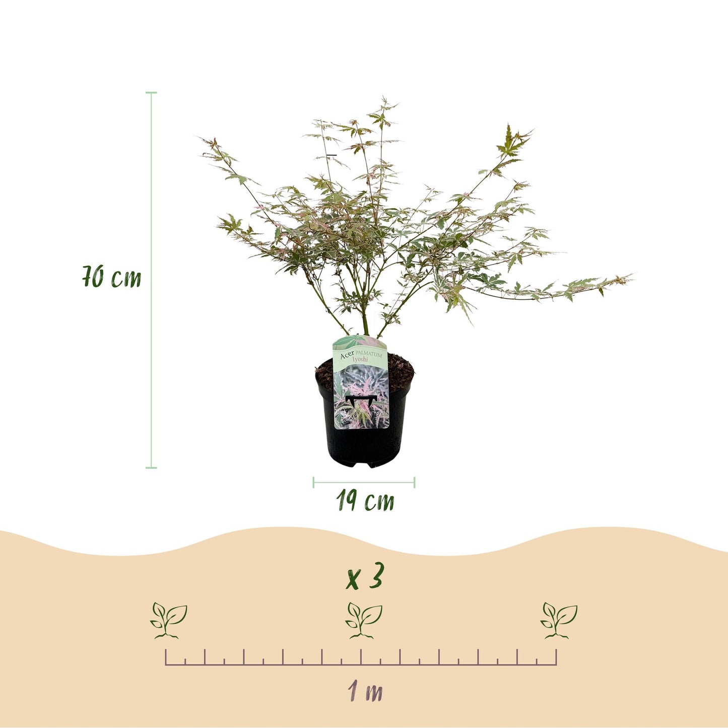 Green boutiQ - Terrasplant - Japanse Esdoorn - Acer palmatum Iyoshi - Roze - 2 Planten - Bladverliezend - Pot 19cm Hoogte 70cm
