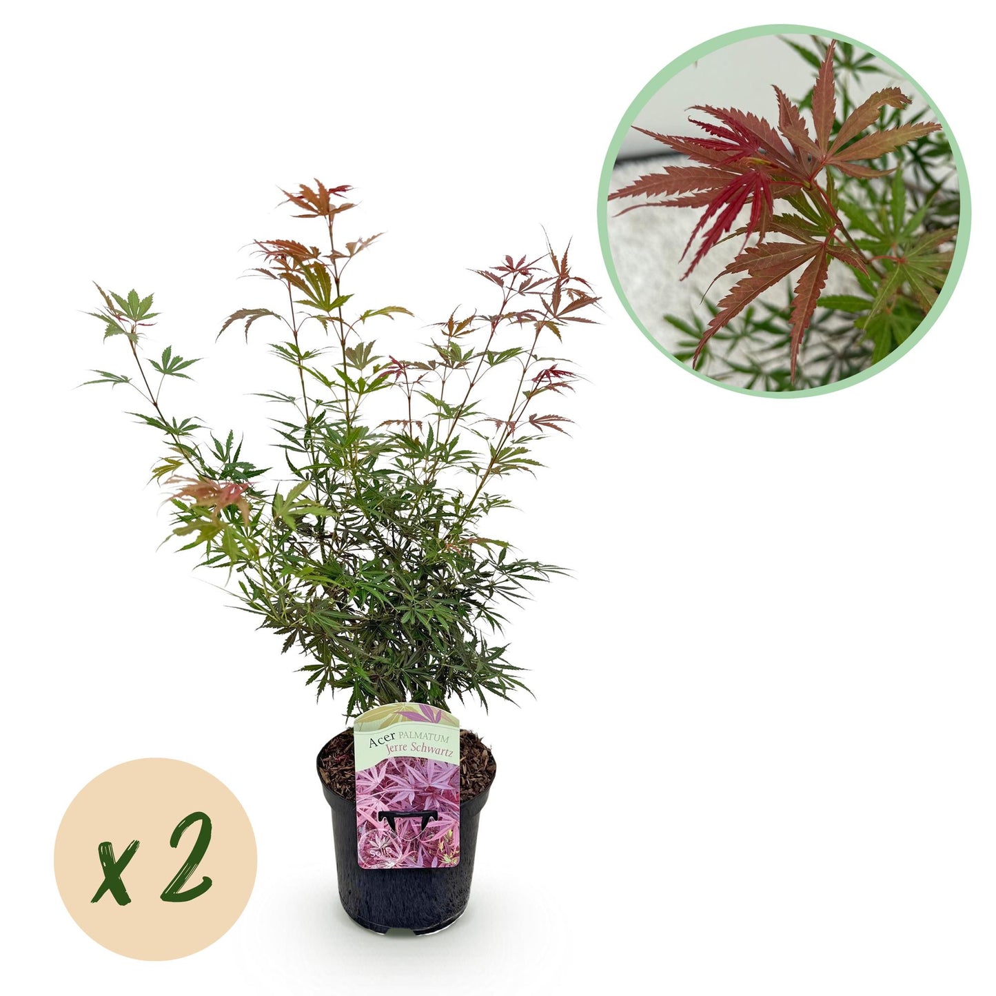 Green boutiQ - Terrasplant - Japanse Esdoorn - Acer palmatum Jerre Swarts - Donker Rood - 2 Planten - Bladverliezend - Pot 19cm Hoogte 70cm