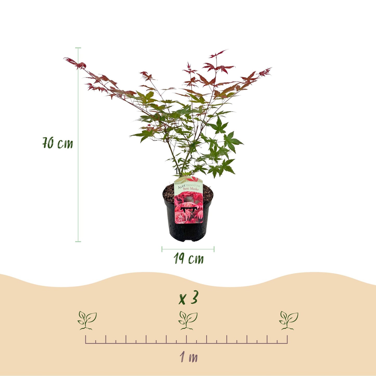 Green boutiQ - Terrasplant - Japanse Esdoorn - Acer palmatum Beni Maiko - Rood - 2 Planten - Bladverliezend - Pot 19cm Hoogte 70cm
