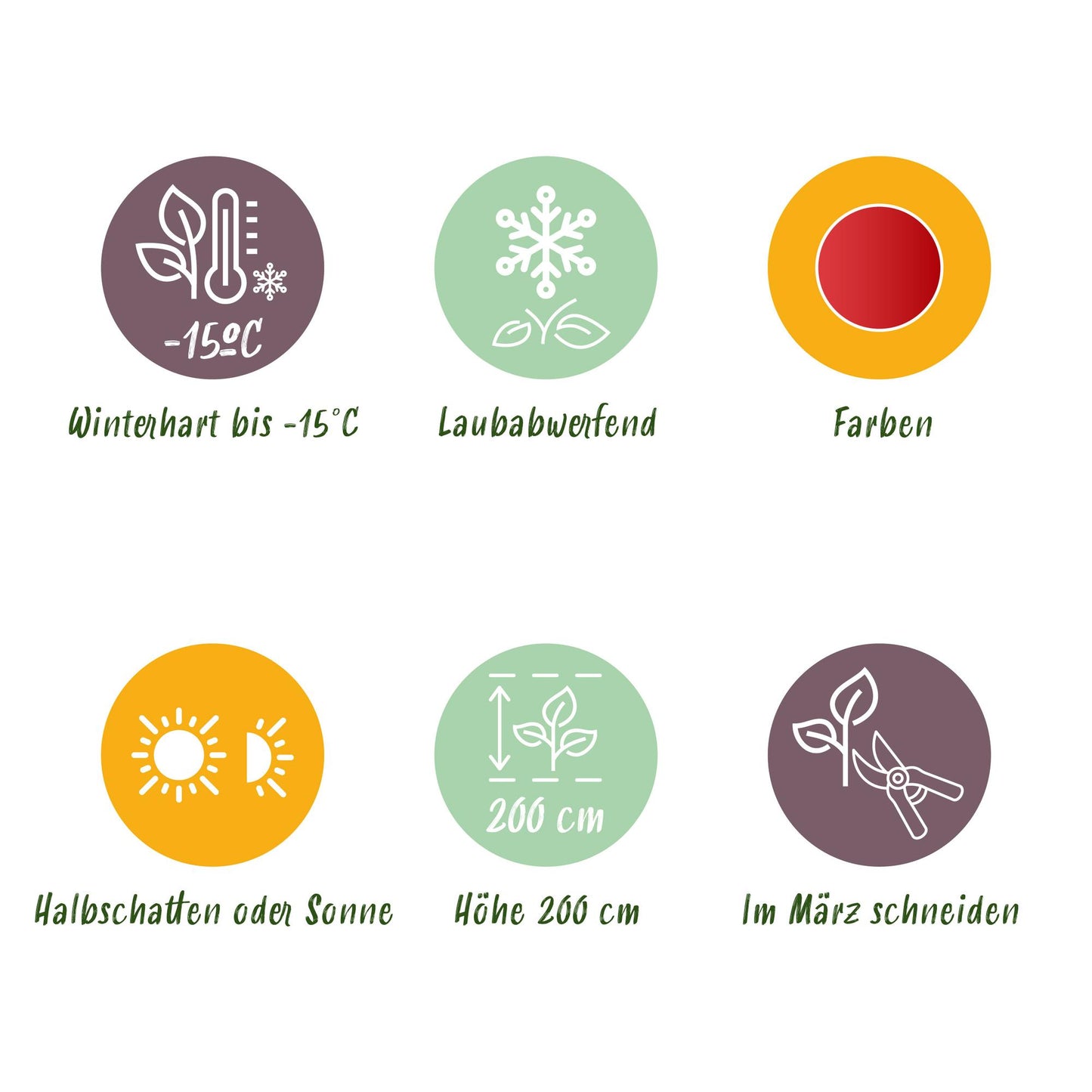 Green boutiQ - Terrasplant - Japanse Esdoorn - Acer palmatum Beni Maiko - Rood - 2 Planten - Bladverliezend - Pot 19cm Hoogte 70cm