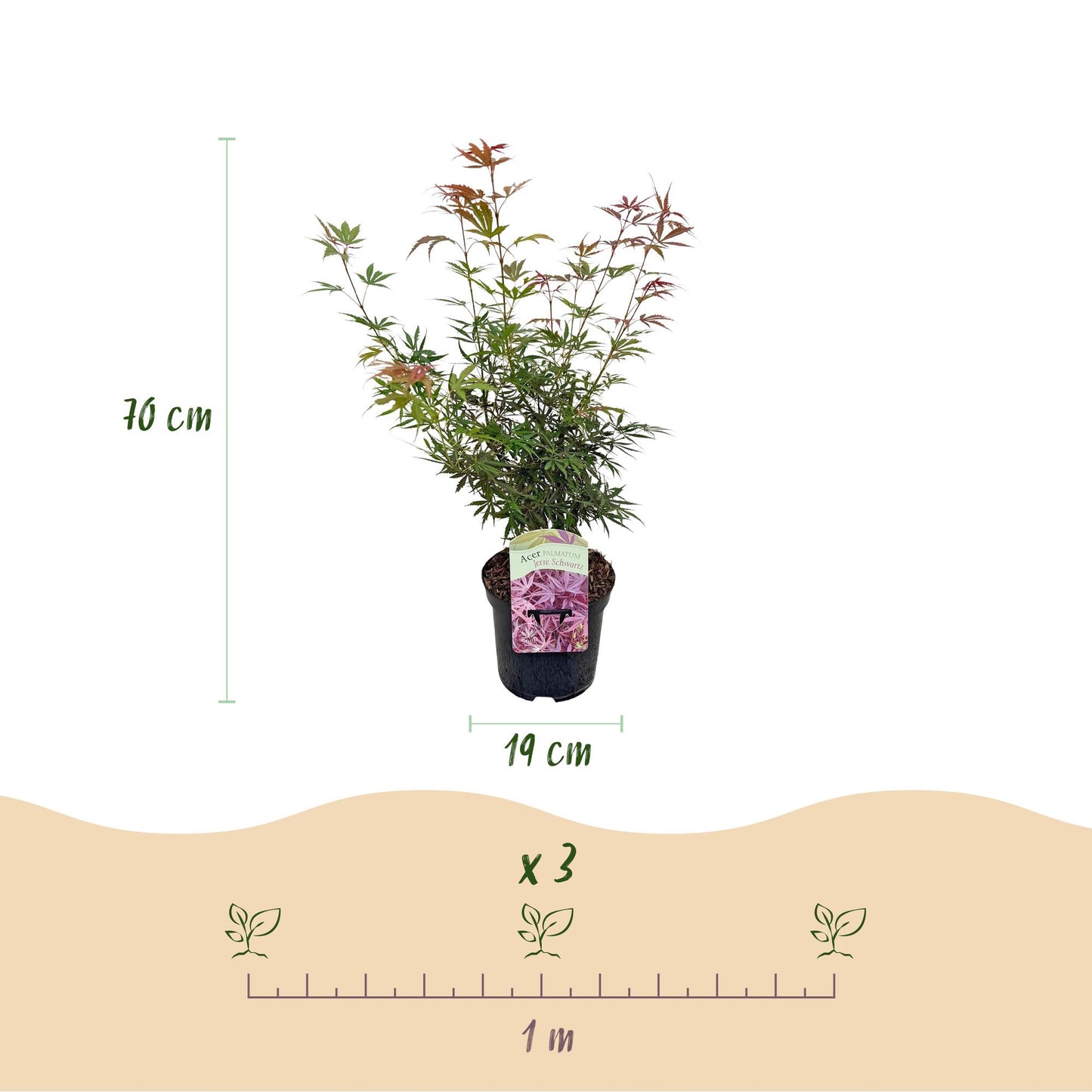 Green boutiQ - Terrasplant - Japanse Esdoorn - Acer palmatum Jerre Swarts - Donker Rood - 1 Plant - Bladverliezend - Pot 19cm Hoogte 70cm