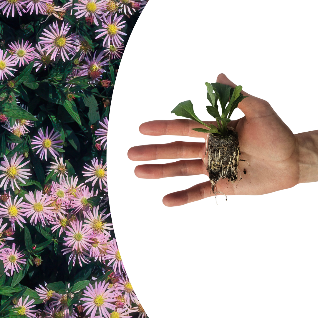 Aster – 6 Pluggen | Zelf Kweken & Genieten van een Kleurrijke Najaarstuin!