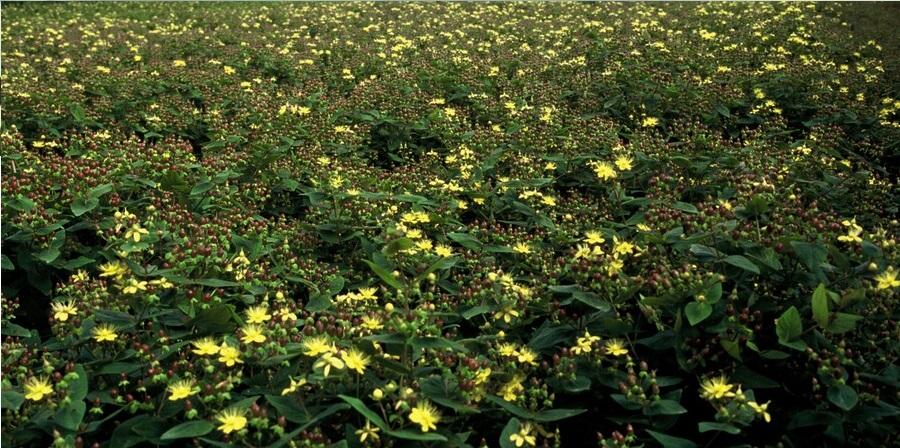 6x Hypericum inodorum - ↕10-25cm - Ø9cm