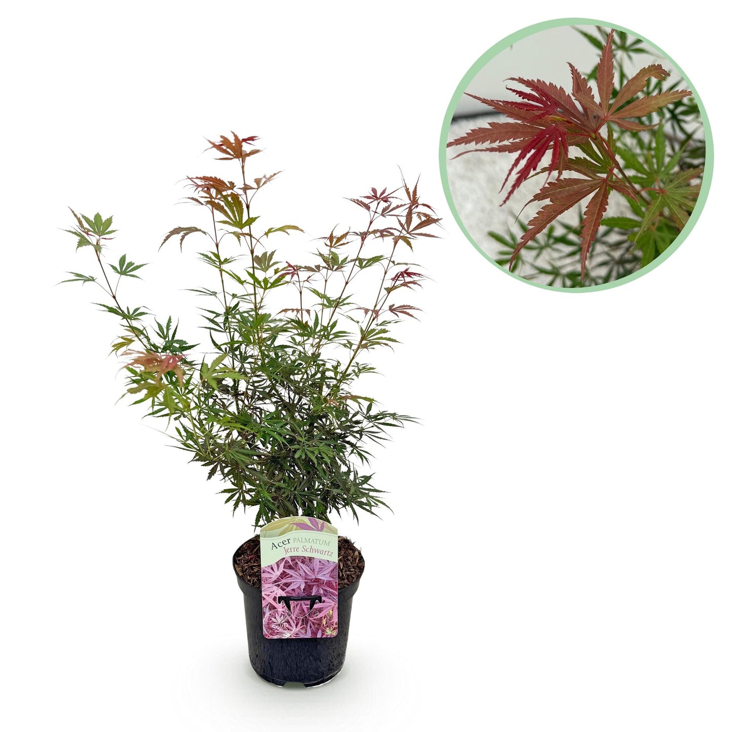 Green boutiQ - Terrasplant - Japanse Esdoorn - Acer palmatum Jerre Swarts - Donker Rood - 1 Plant - Bladverliezend - Pot 19cm Hoogte 70cm