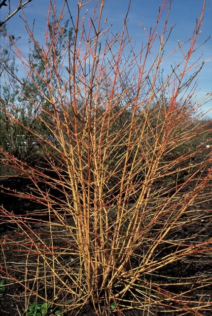 6x Cornus sang. 'Midwinter Fire' - ↕10-25cm - Ø9cm