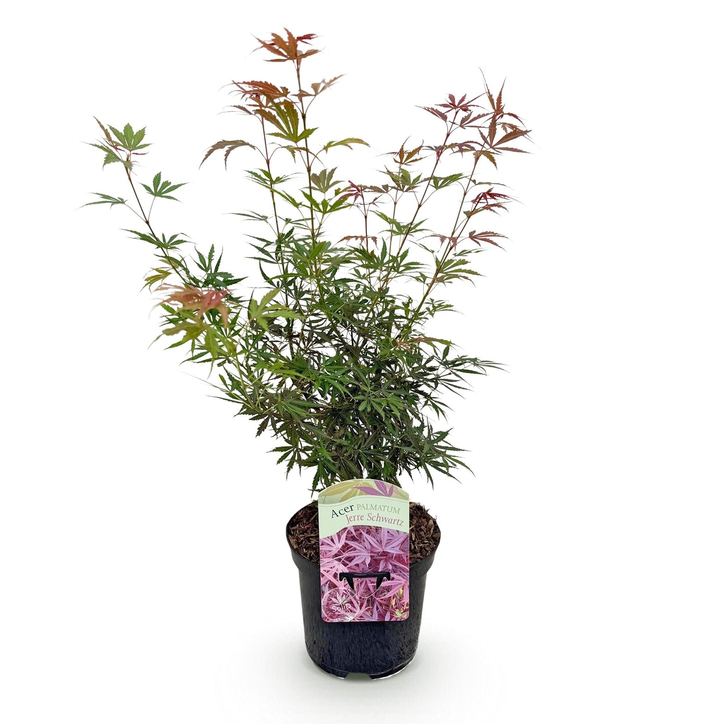 Green boutiQ - Terrasplant - Japanse Esdoorn - Acer palmatum Jerre Swarts - Donker Rood - 1 Plant - Bladverliezend - Pot 19cm Hoogte 70cm